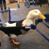 a_crippled_duck