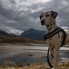 firu.dalmata