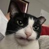 catboxsoldier