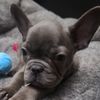 frenchieluna626