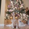 hazelthe_christmasdog