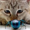 bugs1651