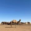 medou_s
