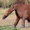 holly_horse126