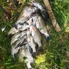 rkfishing29