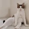 berrysinful
