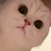 nhamnhahh