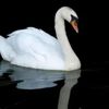swanplayzz0