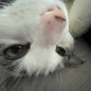 supercat0961