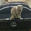 kixxvwl