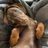 zuzuthedoxie