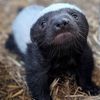 0dbadger