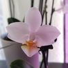 amethyst_418