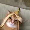 chiomeowi