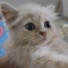kina10581