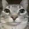 cerberazz