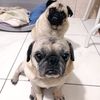 maximilianacaball