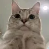 rynwhyd27