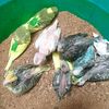 rojasonornamental