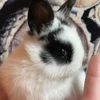 littlemissbuttplug