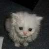 bis.nya