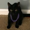 kittcattery