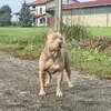 xena_ryu_pittbull