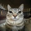 mike_codm25