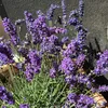 mamasuniversum
