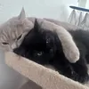 kitty3.love.4e_ver