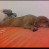 koalas_are_cute123