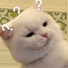 uservjpprono1