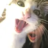 doublehasage