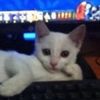 abdooking77