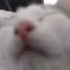 axolotolo_op