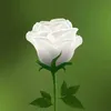 lailaparveen955