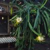 cahaya_am