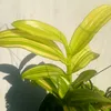 thanhan.huynh0