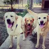 cloe_marley_mollylab