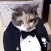 elgatofino00