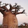 baobab_08