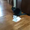 pomplemous1
