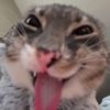 catnumberonefan1
