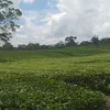 yy6yyyu