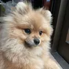 tungtungkub