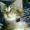 Cimotmiaw😺