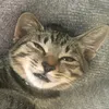 browntabby07