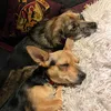 luna_and_poppy