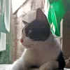 johncarlotulipas5