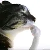 aikkulivaikkuli33
